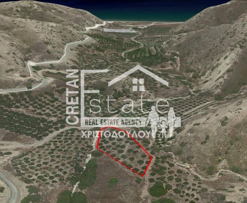 Αγροτεμάχια 4.014 τ.μ. προς πώληση, Βάτος Ιεράπετρας