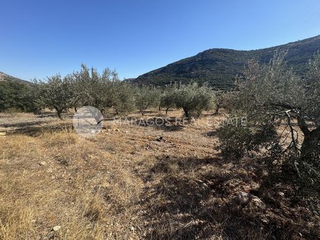 Αγροτεμάχια 6.000τ.μ. για πώληση-Λύρκεια » Καρυά