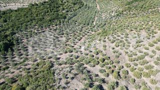 Αγροτεμάχια 48.015,73 τ.μ. για πώληση, Μεσσηνία, Ιθώμης-thumb-7