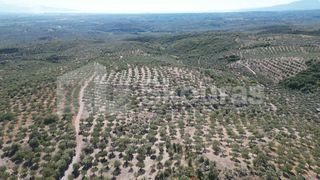 Αγροτεμάχια 48.015,73 τ.μ. για πώληση, Μεσσηνία, Ιθώμης-thumb-5