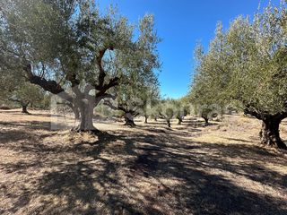 Αγροτεμάχια 48.015,73 τ.μ. για πώληση, Μεσσηνία, Ιθώμης-thumb-8