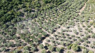 Αγροτεμάχια 48.015,73 τ.μ. για πώληση, Μεσσηνία, Ιθώμης-thumb-10