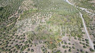 Αγροτεμάχια 48.015,73 τ.μ. για πώληση, Μεσσηνία, Ιθώμης-thumb-20