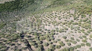 Αγροτεμάχια 48.015,73 τ.μ. για πώληση, Μεσσηνία, Ιθώμης-thumb-6