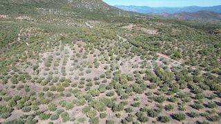 Αγροτεμάχια 48.015,73 τ.μ. για πώληση, Μεσσηνία, Ιθώμης-thumb-25
