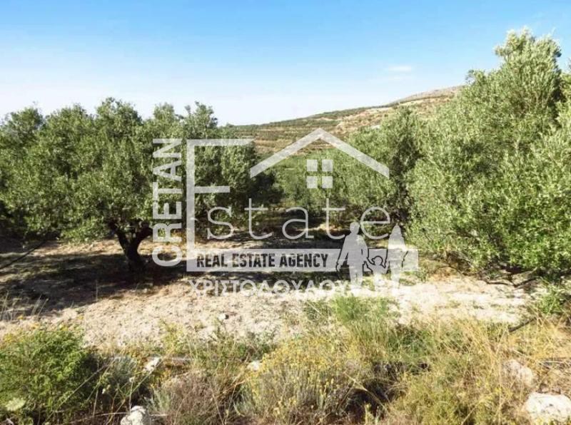 Αγροτεμάχια 60.000 τ.μ. προς πώληση, Μαρωνία