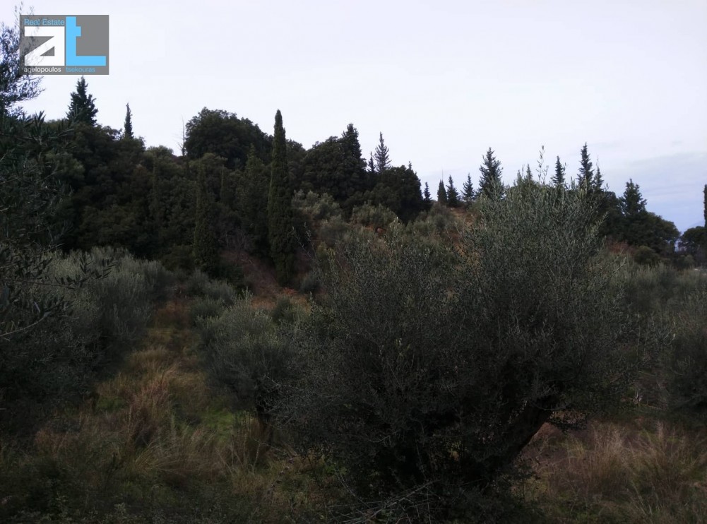 Οικόπεδο 1.535 τ.μ. προς πώληση, Αχαΐα, Μεσσατίδα