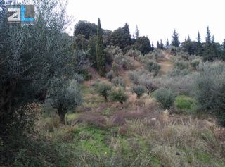 Οικόπεδο 1.535 τ.μ. για πώληση, Αχαΐα, Μεσσατίδα-thumb-7