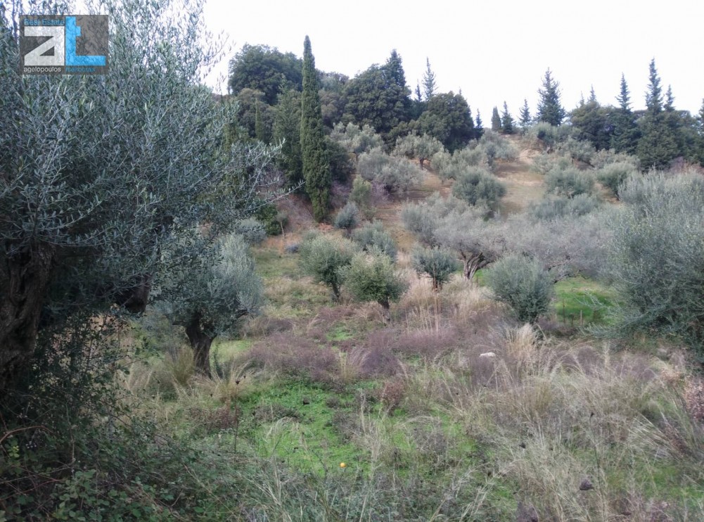 Οικόπεδο 1.535 τ.μ. προς πώληση, Αχαΐα, Μεσσατίδα