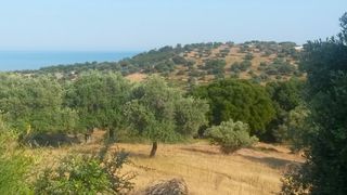 Αγροτεμάχια 4.420 τ.μ. για πώληση, Ν. Καβάλας, Θάσος-thumb-6