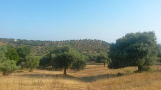 Αγροτεμάχια 4.420 τ.μ. για πώληση, Ν. Καβάλας, Θάσος-thumb-9