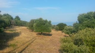 Αγροτεμάχια 4.420 τ.μ. για πώληση, Ν. Καβάλας, Θάσος-thumb-5