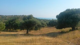 Αγροτεμάχια 4.420 τ.μ. για πώληση, Ν. Καβάλας, Θάσος-thumb-8