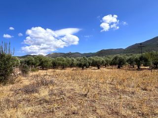 Αγροτεμάχια 16.000 τ.μ. προς πώληση, Σκάλα Καλλιράχης-thumb-1