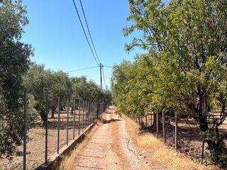 Αγροτεμάχια 16.000 τ.μ. προς πώληση, Σκάλα Καλλιράχης-thumb-4
