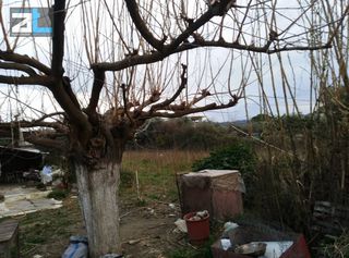 Οικόπεδο 6.640 τ.μ. για ενοικίαση, Αχαΐα, Παραλία-thumb-6