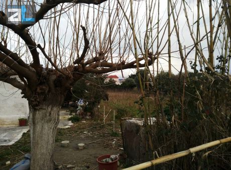 Land plot 6.640 sqm for rent