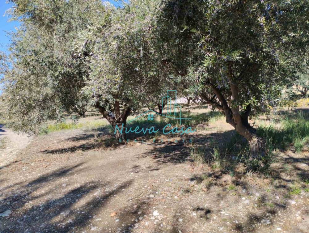 Οικόπεδο 1.000 τ.μ. πρός ενοικίαση, Αχαΐα, Ρίο