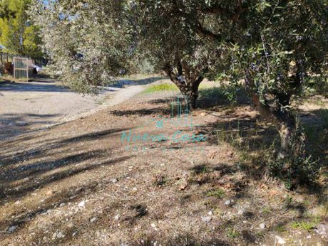 Αγροτεμάχια 1.000τ.μ. για ενοικίαση-Ρίο » Μαγούλα