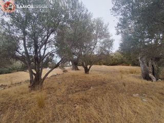 Αγροτεμάχια 3.476 τ.μ. για πώληση, Ν. Σάμου, Σάμος-thumb-2