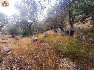Αγροτεμάχια 3.476 τ.μ. για πώληση, Ν. Σάμου, Σάμος-thumb-8