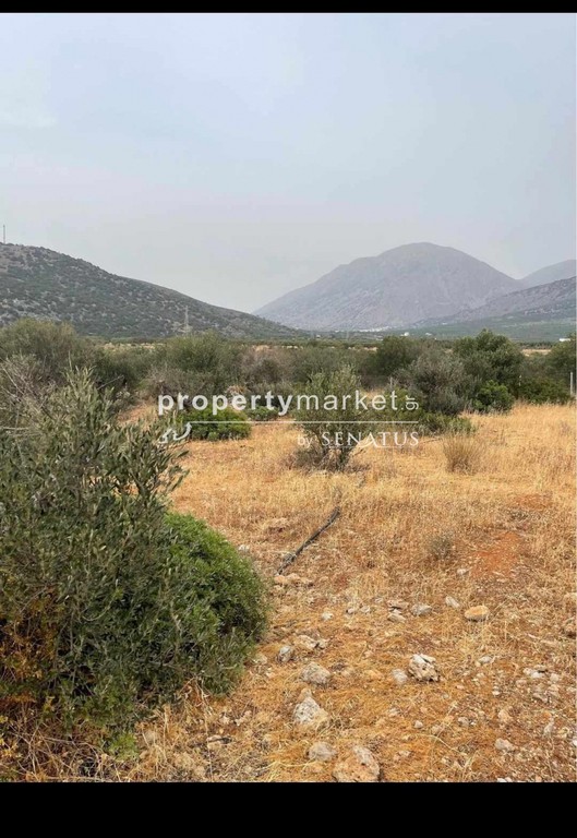 Αγροτεμάχια 2.500 τ.μ. προς πώληση, Καβούσι Ιεράπετρας