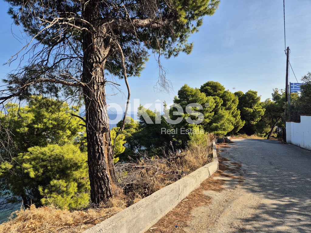 Αγροτεμάχια 6.513 τ.μ. πρός πώληση, Χαλκιδική, Παλλήνη