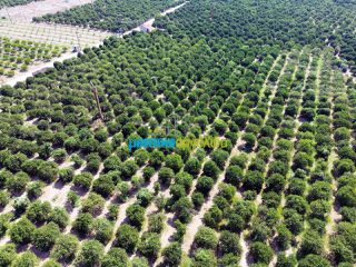 Αγροτεμάχια 16.000 τ.μ. για πώληση, Αργολίδα, Άργος-thumb-9