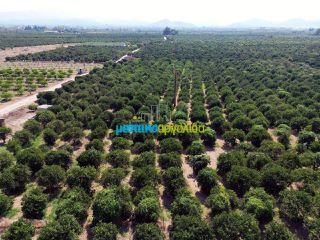 Αγροτεμάχια 16.000 τ.μ. για πώληση, Αργολίδα, Άργος-thumb-13