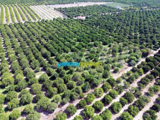 Αγροτεμάχια 16.000 τ.μ. για πώληση, Αργολίδα, Άργος-thumb-5