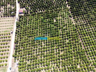 Αγροτεμάχια 16.000 τ.μ. για πώληση, Αργολίδα, Άργος-thumb-7