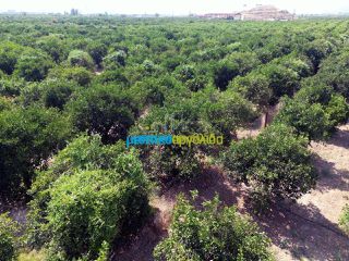 Αγροτεμάχια 16.000 τ.μ. για πώληση, Αργολίδα, Άργος-thumb-18