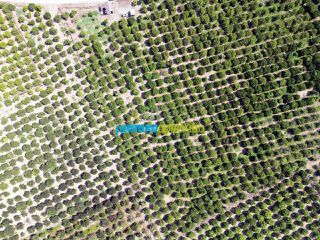 Αγροτεμάχια 16.000 τ.μ. για πώληση, Αργολίδα, Άργος-thumb-6