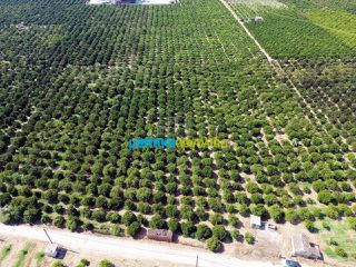 Αγροτεμάχια 16.000 τ.μ. για πώληση, Αργολίδα, Άργος-thumb-1