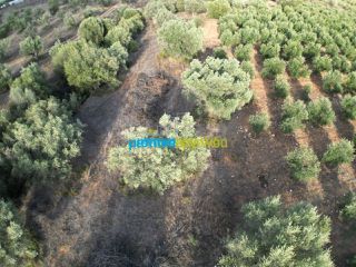 Αγροτεμάχια 2.992 τ.μ. για πώληση, Αργολίδα, Μιδέα-thumb-2