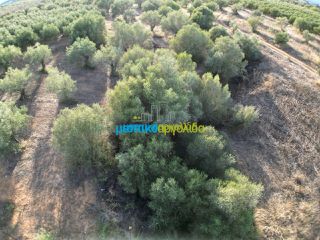 Αγροτεμάχια 2.992 τ.μ. για πώληση, Αργολίδα, Μιδέα-thumb-5