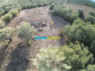 Αγροτεμάχια 2.992 τ.μ. για πώληση, Αργολίδα, Μιδέα-thumb-9
