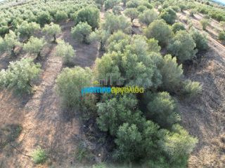 Αγροτεμάχια 2.992 τ.μ. για πώληση, Αργολίδα, Μιδέα-thumb-6