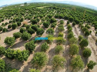 Land plot 5.000 sqm for sale, Argolis, Midea-thumb-17