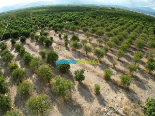 Land plot 5.000 sqm for sale, Argolis, Midea-thumb-16