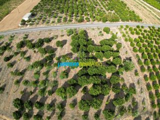 Land plot 5.000 sqm for sale, Argolis, Midea-thumb-11