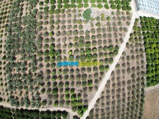 Αγροτεμάχια 7.930 τ.μ. προς πώληση, Αργολίδα, Άργος-thumb-5