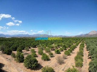 Αγροτεμάχια 7.930 τ.μ. προς πώληση, Αργολίδα, Άργος-thumb-8
