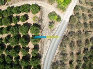 Αγροτεμάχια 7.930 τ.μ. προς πώληση, Αργολίδα, Άργος-thumb-1