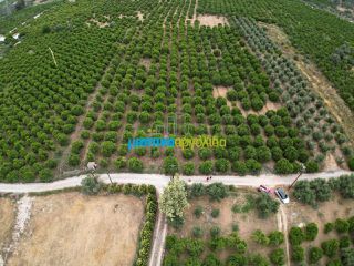 Οικόπεδο 4.637 τ.μ. προς πώληση, Αγία Κυριακή Ναυπλίου-thumb-8