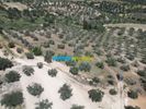 Αγροτεμάχια 47.000τ.μ. για πώληση-Λύρκεια