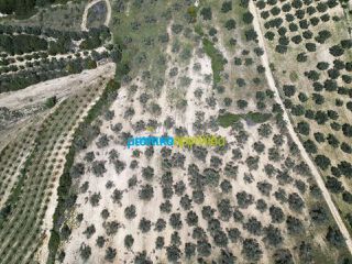 Αγροτεμάχια 31.500 τ.μ. για πώληση