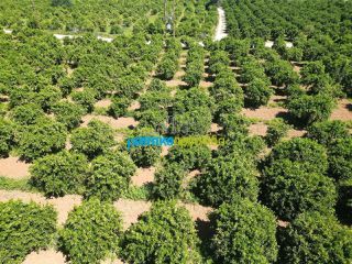 Οικόπεδο 3.700 τ.μ. για πώληση, Αργολίδα, Μιδέα-thumb-13