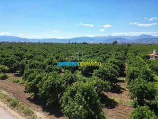Οικόπεδο 3.700 τ.μ. για πώληση, Αργολίδα, Μιδέα-thumb-7