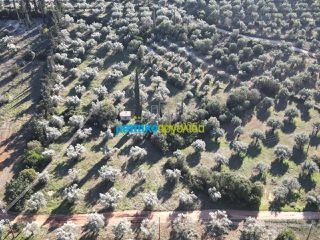 Αγροτεμάχια 25.000 τ.μ. για πώληση, Αργολίδα, Κουτσοπόδι-thumb-15